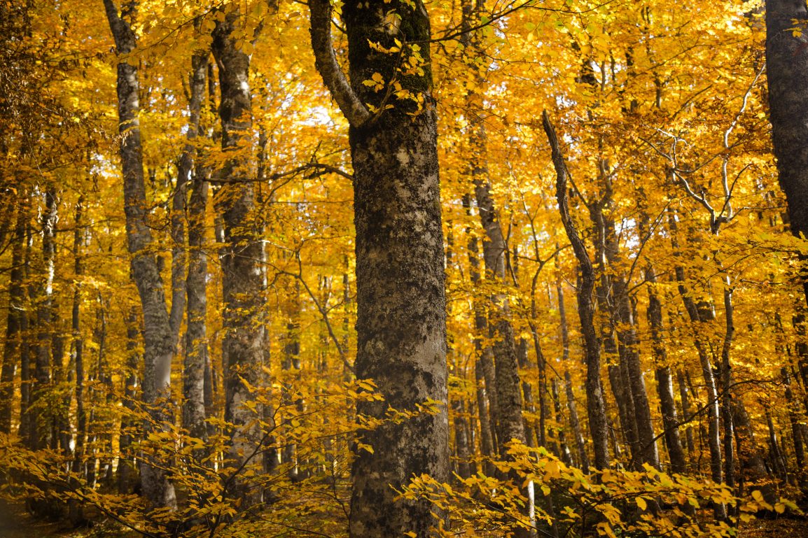 among the tress in fall