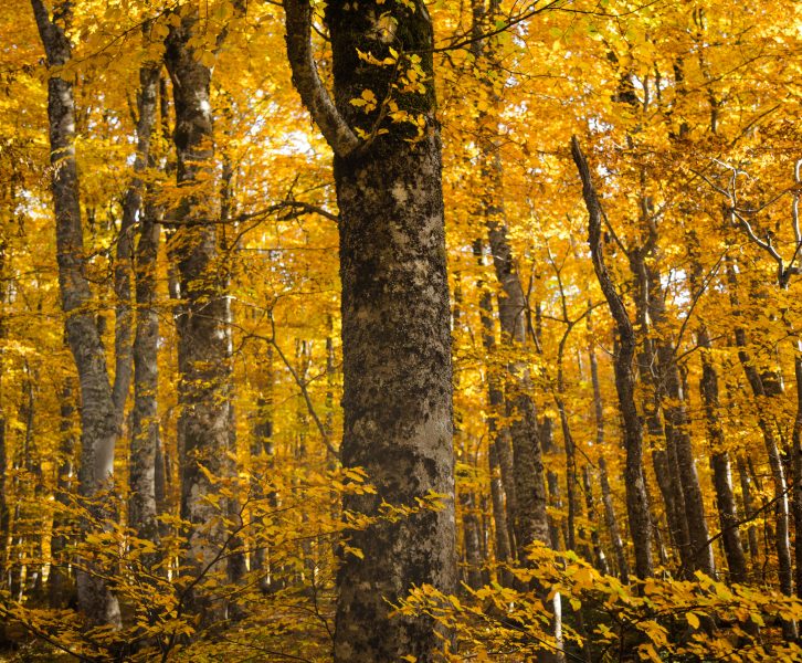 among the tress in fall