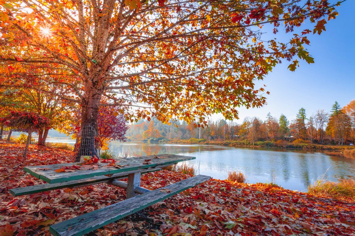 place to sit near the pond in the fall