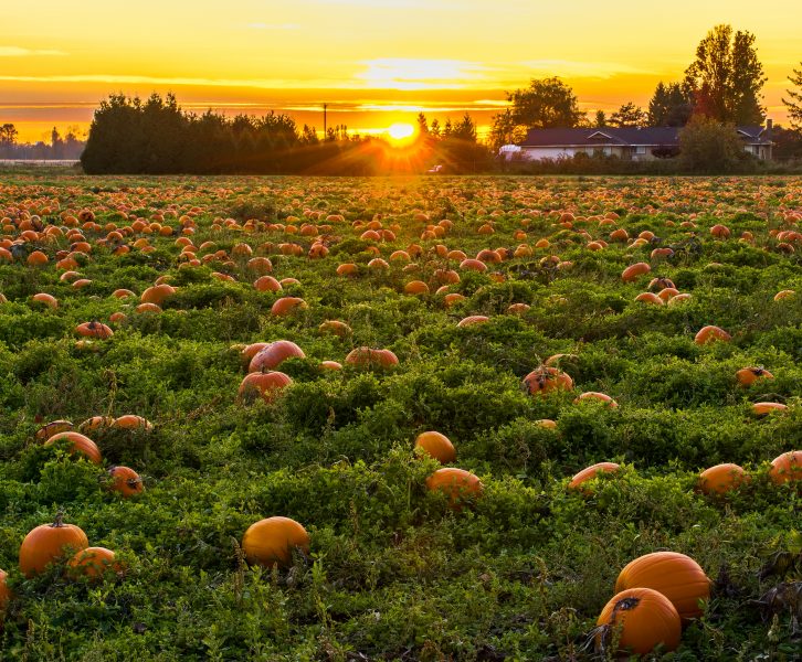 pumpkin patch during sunset