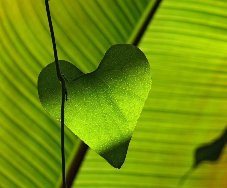 green leaf heart