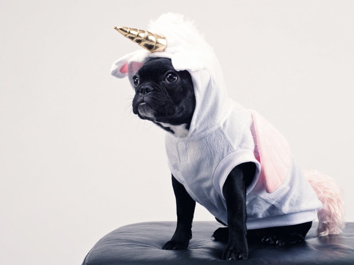 Is it OK to dress up pets