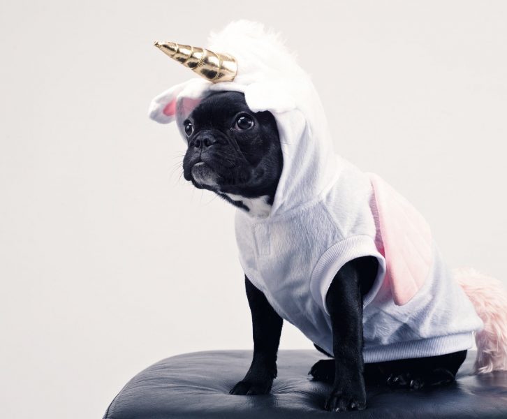 Is it OK to dress up pets