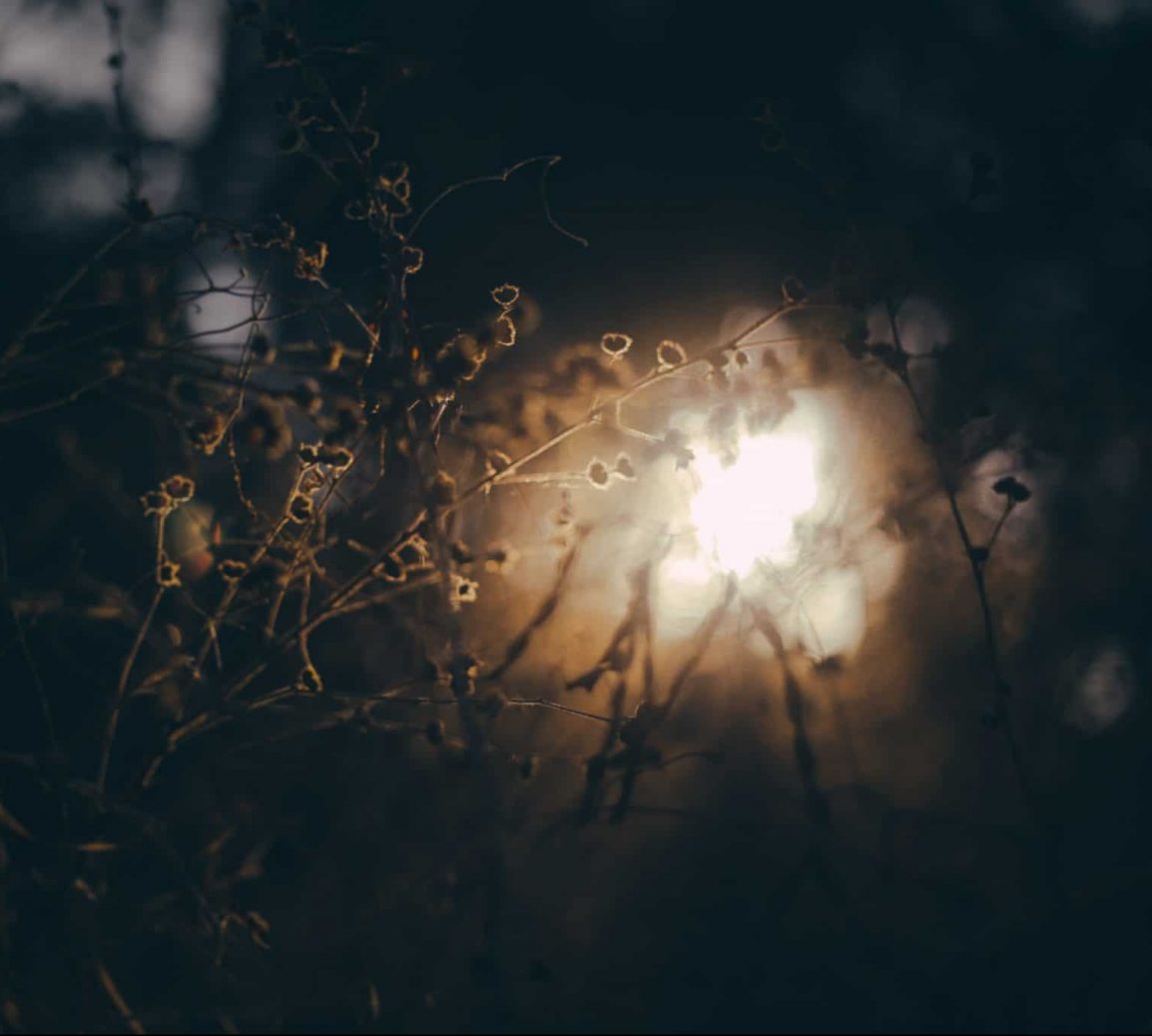 picture of light in a dark field of flowers