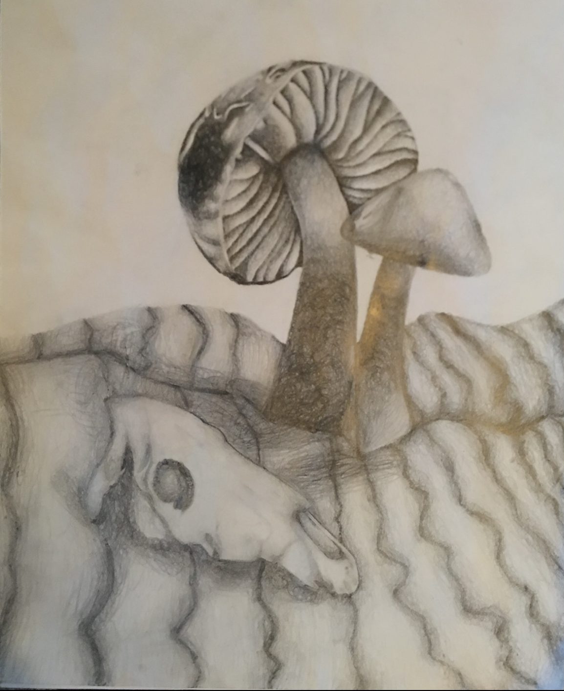 drawing of mushrooms