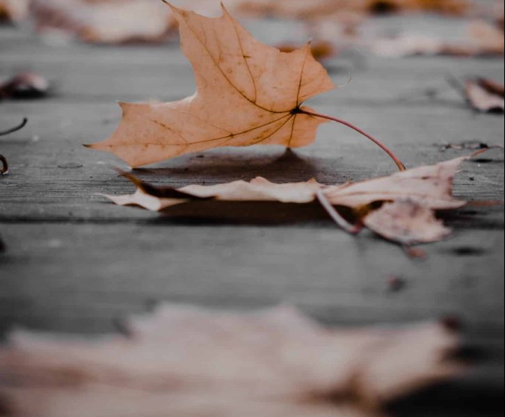 A Fallen leaf