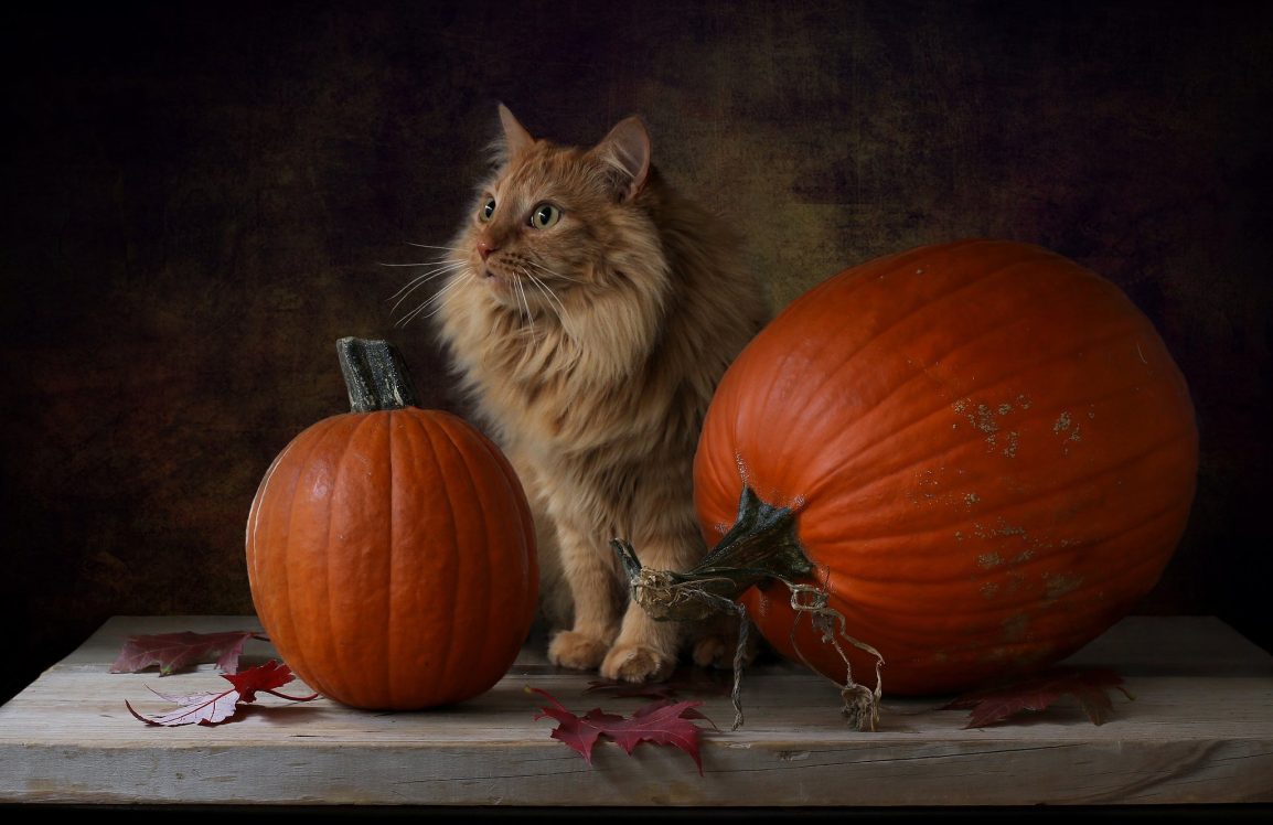 orange striped cat surrounded by pumpkins