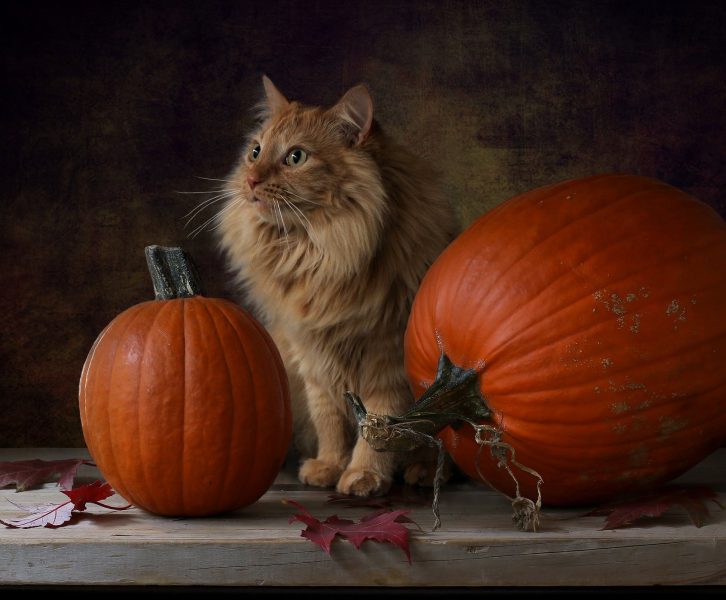 orange striped cat surrounded by pumpkins