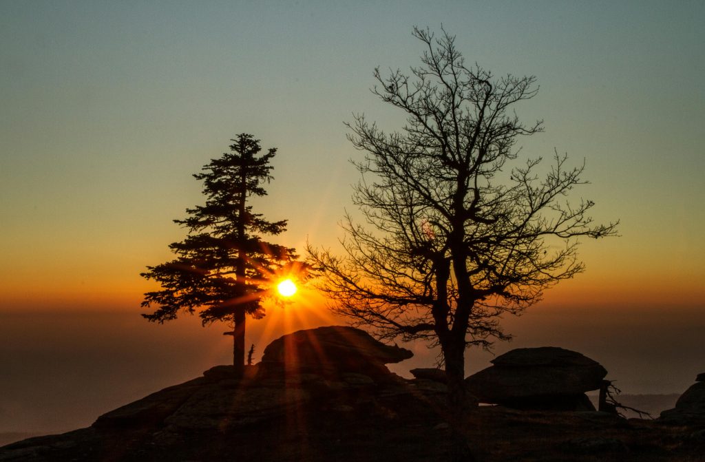 What is love? Two trees of differing heights that remind a person of someone they love.