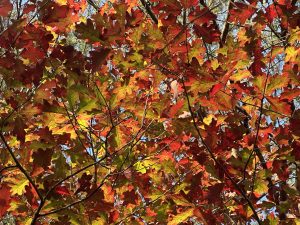 Colors of Change by Charlotte Self, illustrates the poem. Brightly colored fall leaves