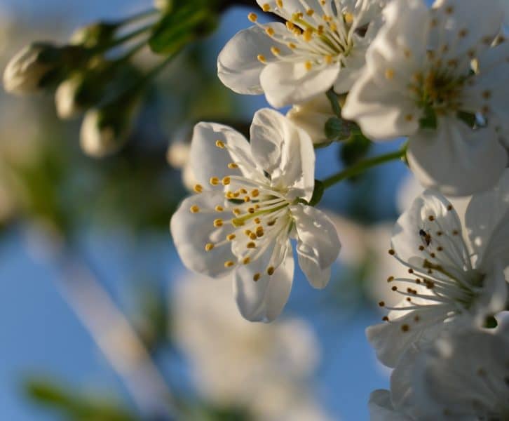 Spring